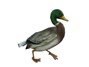 Duck 3D iProp – Realistic Animated Duck with Full Motion Pack for iClone